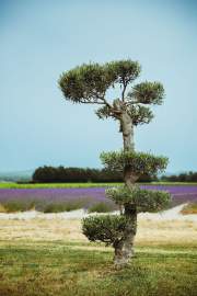 Entre Vigne & Garrigue