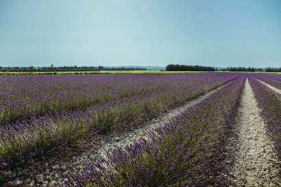 Entre Vigne & Garrigue