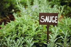 Vegetable garden